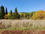 sunny autumn landscape in the field against the background of the forest and blue sky