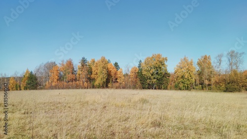 panoramic autumn landscape in a field against the background of trees and blue sky on a sunny day