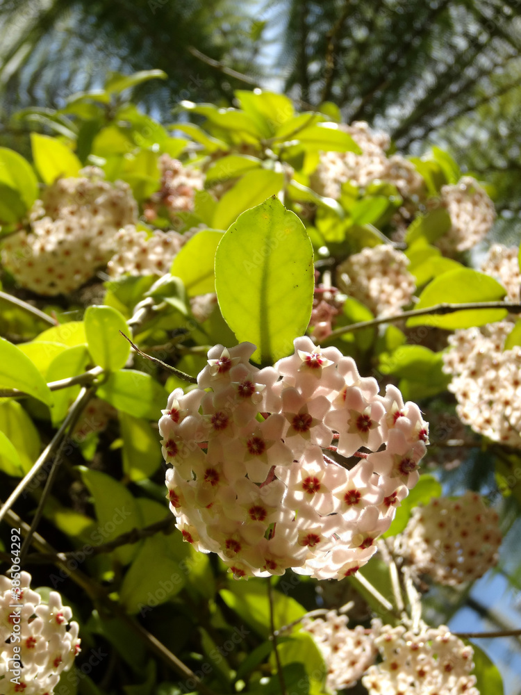 Hoya Carnosa known also as wax flower, porcelain flower. Hoya Carnosa known also as wax flower, porcelain flower.