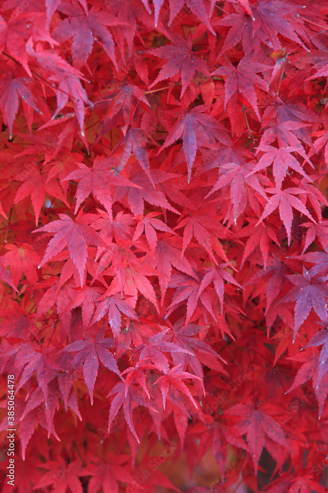 奥津渓谷の紅葉 奥津渓谷の紅葉