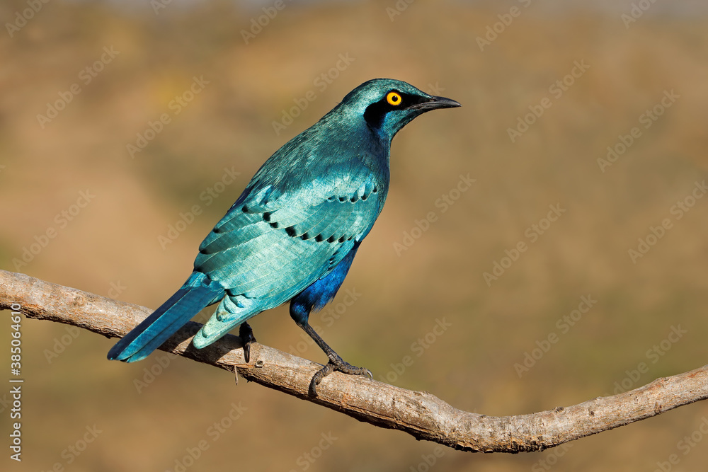 An greater blue-eared starling (Lamprotornis chalybaeus) perched on a  branch, Kruger National Park, South Africa. Photos | Adobe Stock