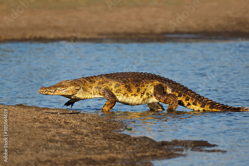 Photographie A large Nile crocodile (Crocodylus niloticus) emerging from the water, Kruger National Park, South Africa