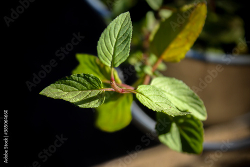 Mint Plant's petals