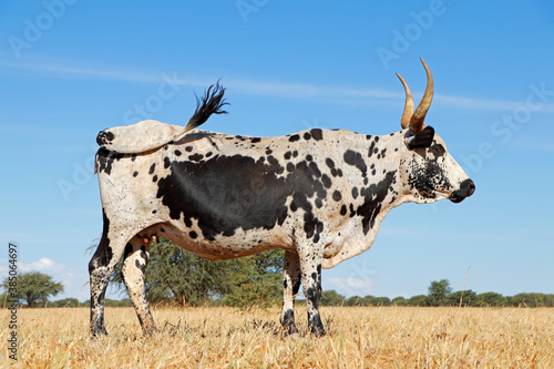 Fototapeta Naklejka Na Ścianę i Meble -  Nguni cow - indigenous cattle breed of South Africa - on a rural farm.