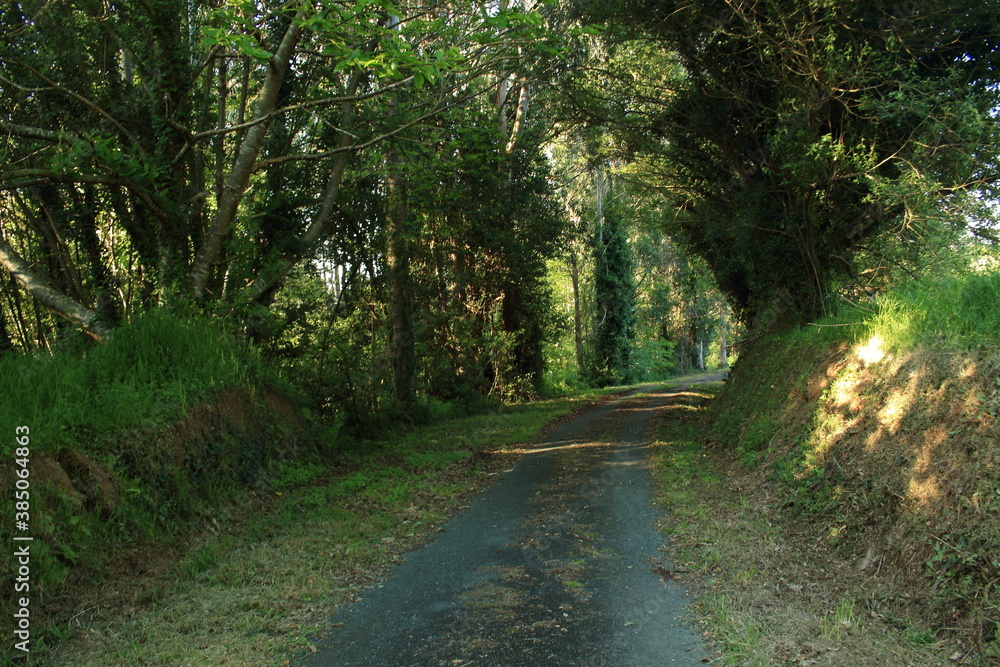 Fototapeta premium Tunel verde
