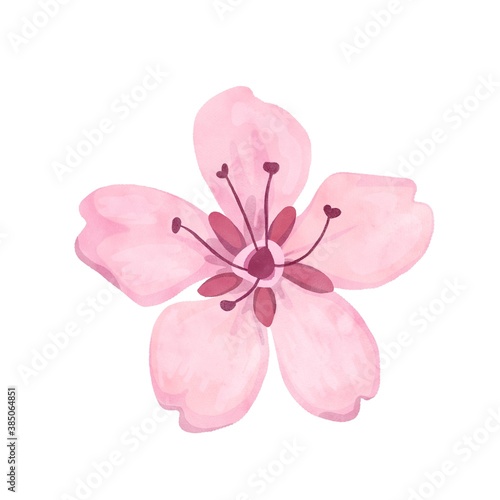 sakura flower pink