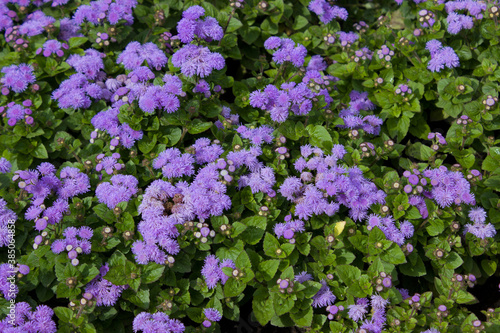 Blooming Ageratum mexicanum on a flower bed in the garden