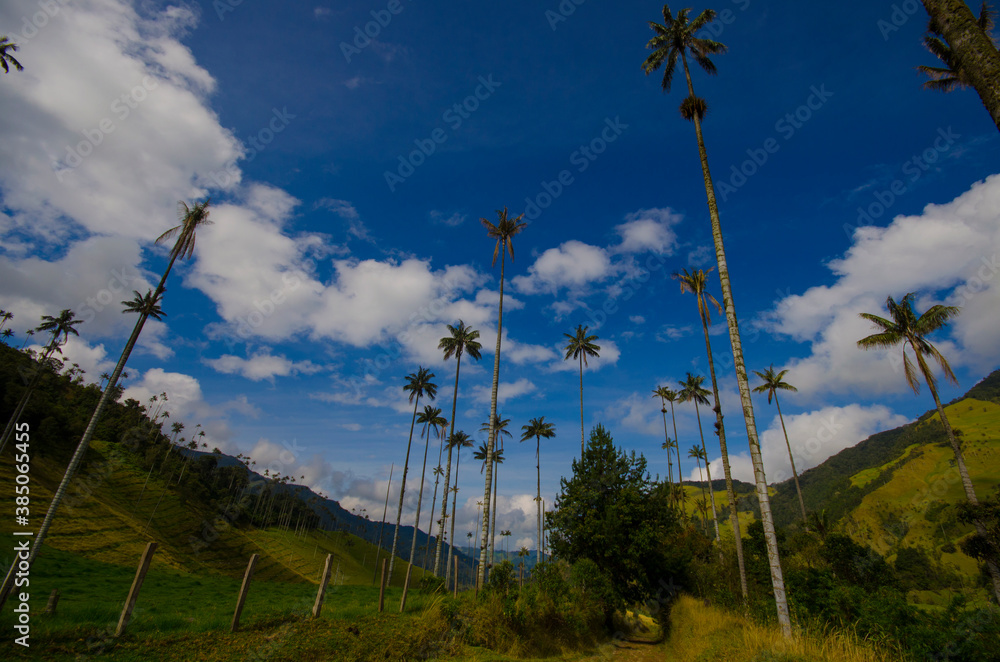 Palm tree at Salento, Colombia