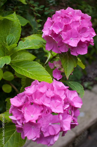 Hydrangea (Macrophylla Pia) Plant