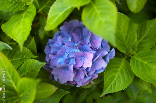 Hydrangea Macrophylla Flower In Bloom