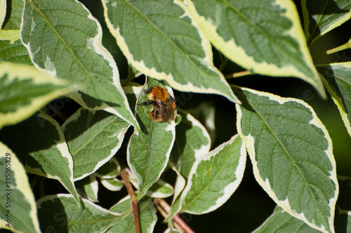 Bumble Bee on Weigela Plant