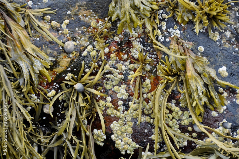 Seaweed & Barnacles on Ocean Rock