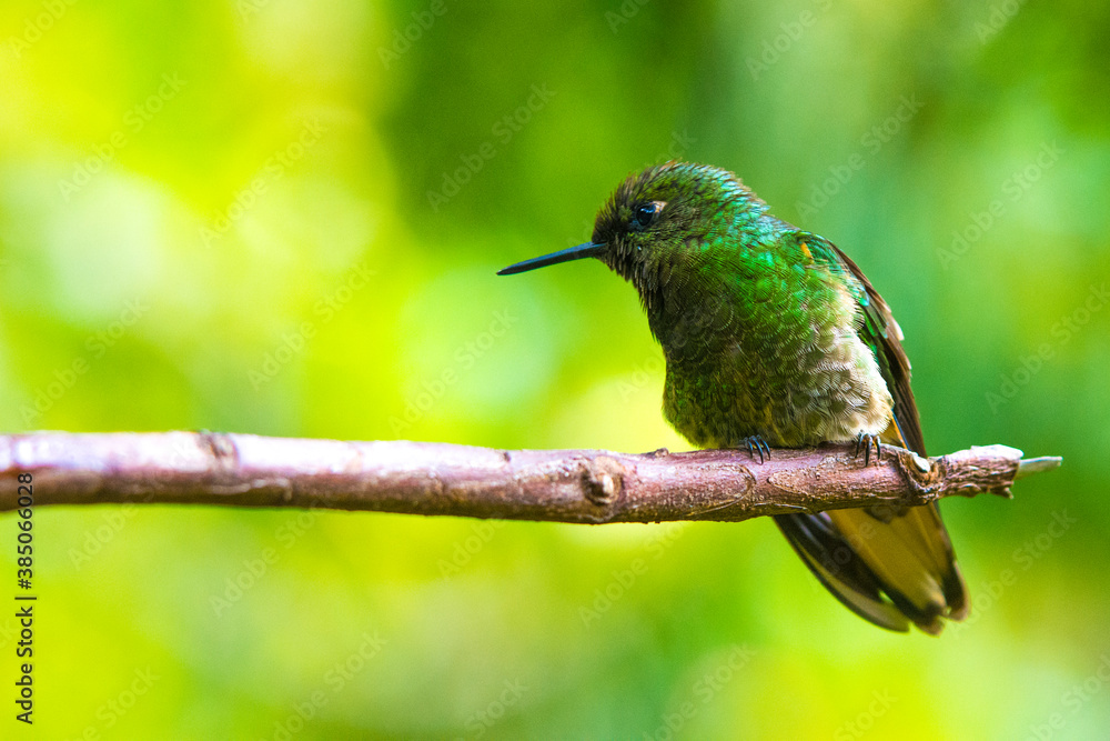 Fototapeta premium Humming bird at Salento, Colombia