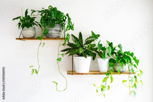 Quadro su tela Peace Lilies, Monstera, Calathea, Golden Pothos houseplants in gray and white ceramic flowerpots on wooden shelves hanging on a white wall