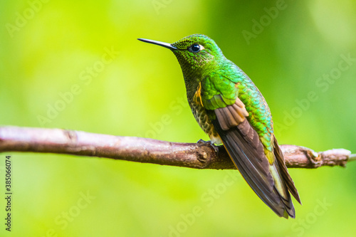 Humming bird at Salento, Colombia