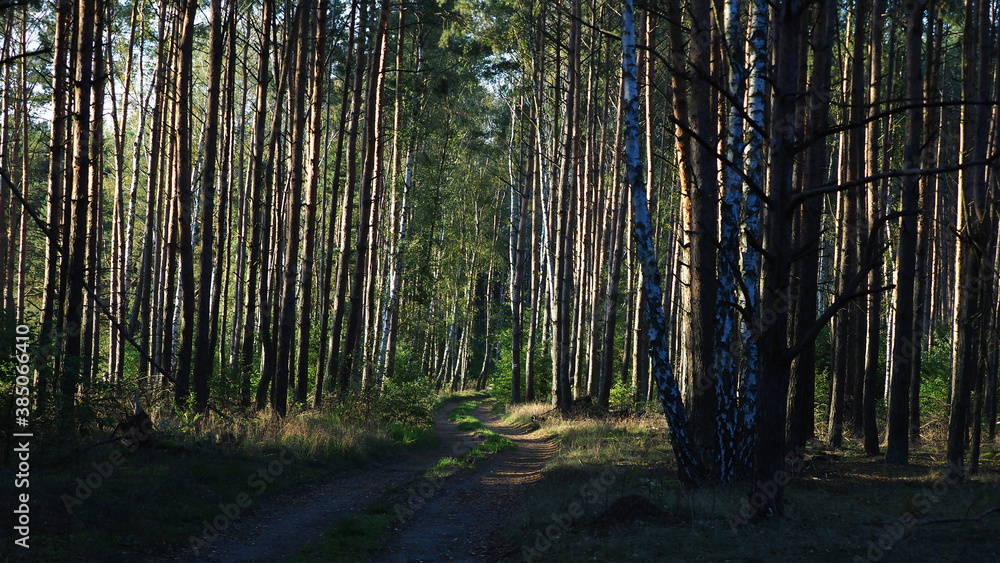 Obraz premium OLYMPUS DIGITAL CAMERA