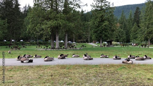 Flock of canada goose resting on road in Golden ears park, Maple Ridge, BC, Canada photo