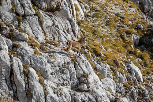 Small ibex standing on rock