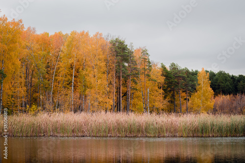 Landscape of a beautiful lake at the edge of the forest 