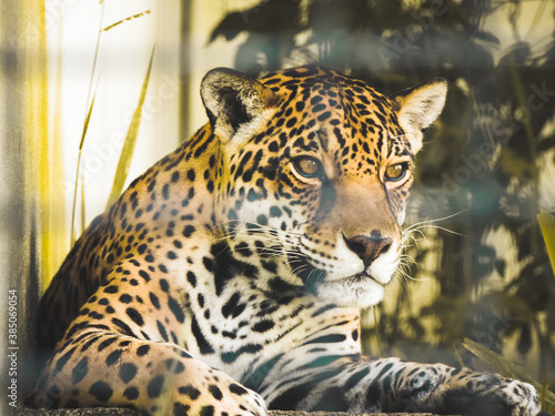 close up of a jaguar