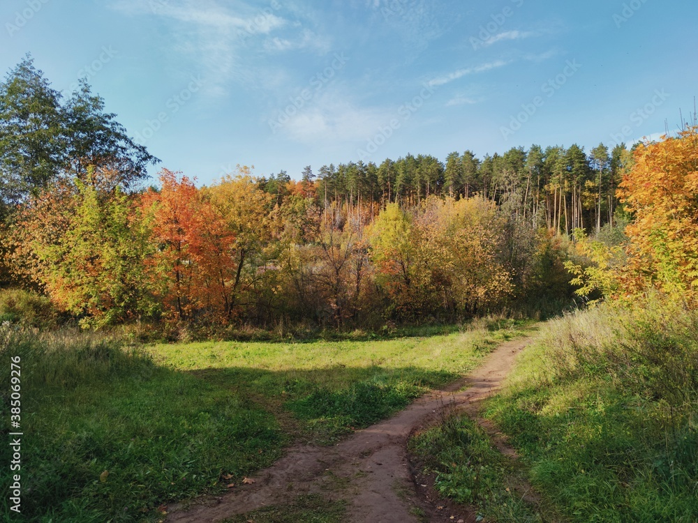 autumn sunny landscape with yellow and red foliage near the forest against the blue sky