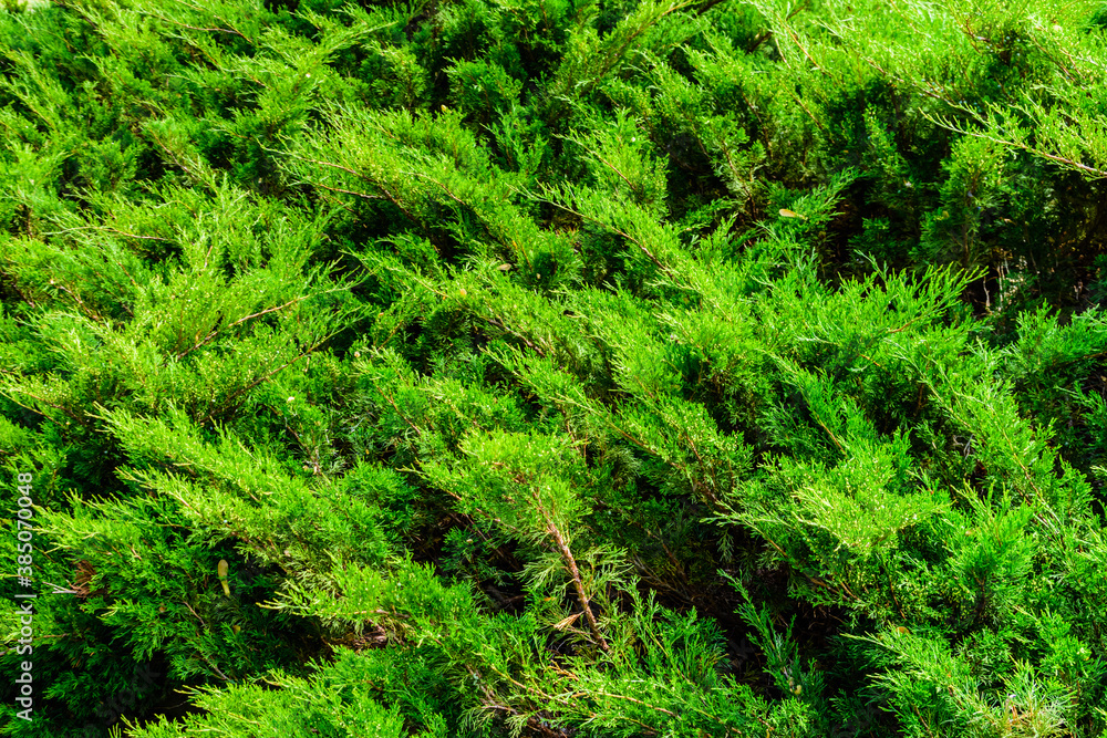 Fototapeta premium Background of the evergreen juniper bushes. Natural pattern