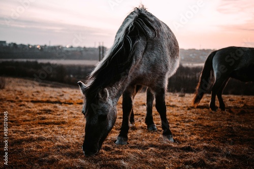 horses and cows