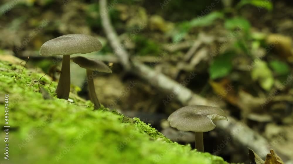 mushroom in the grass mushroom in the grass