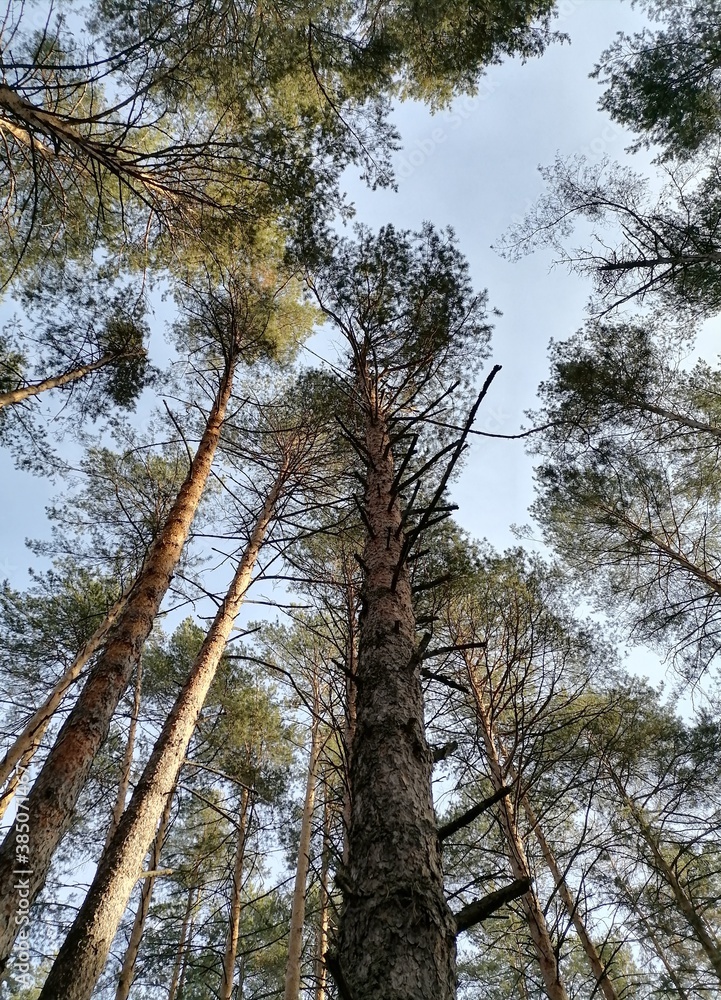 Fototapeta premium trees in the woods