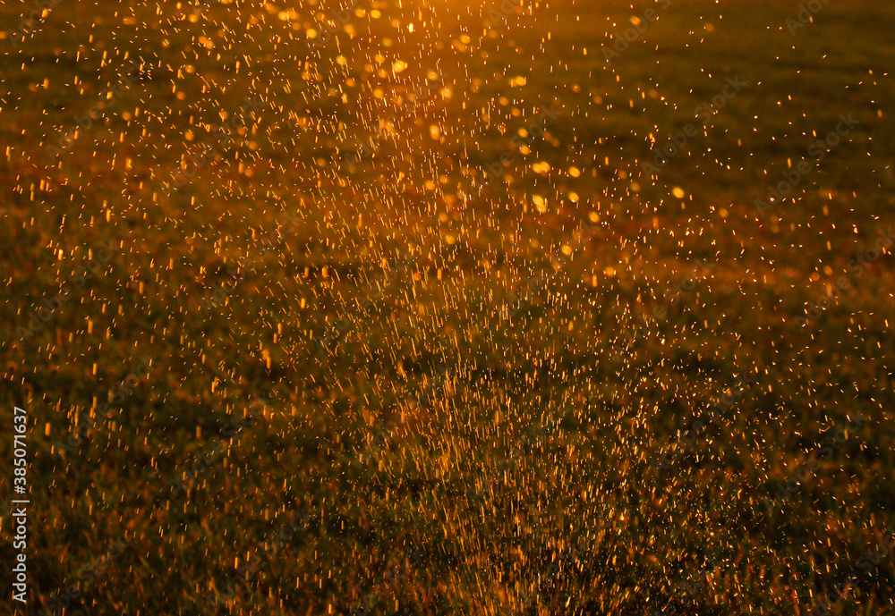 Beautiful shiny drops of dew in the golden rays of the sun.Abstract background image of freshness of nature.Soft selective focus,natural sparkling bokeh.Watering grass in sunny evening light outdoors.