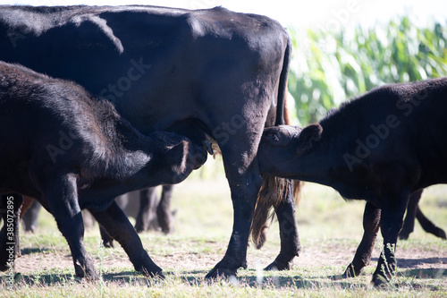 angus en el campo