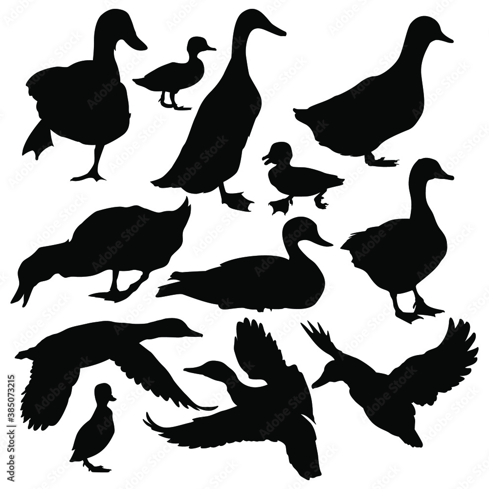 Fototapeta premium stock vector set duck silhouettes collection isolated on white