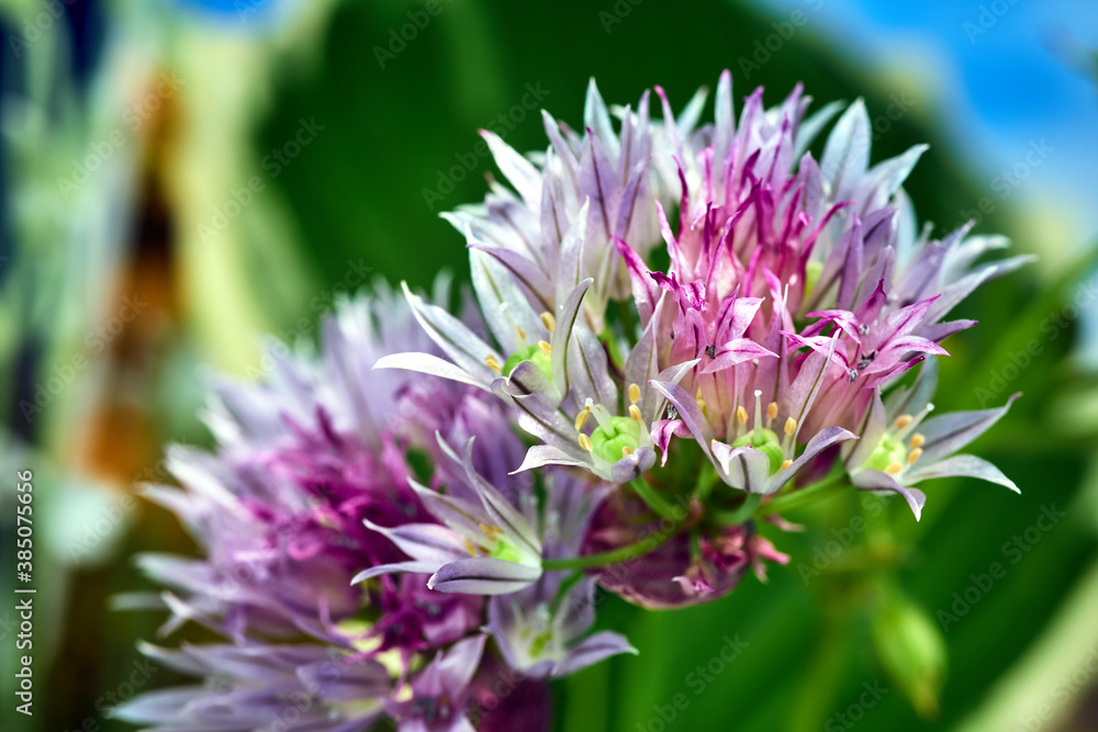 Colorful, blooming chives during spring in a garden - obrazy, fototapety, plakaty 