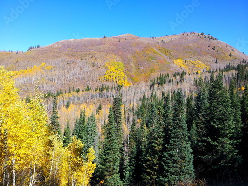 Wasatch Hillside in Autumn with bare and yellow aspens, Millcreek Canyon, Salt Lake City, Utah