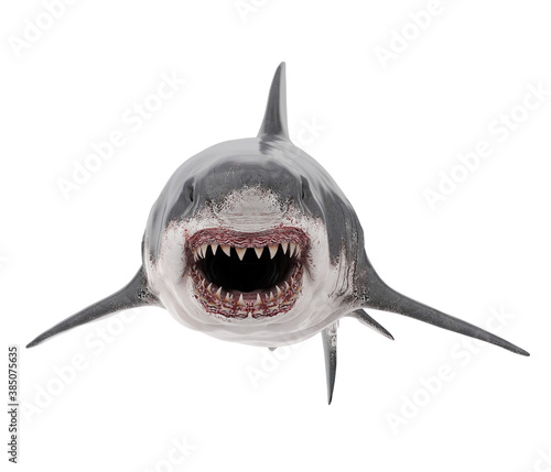 Great White Shark Isolated