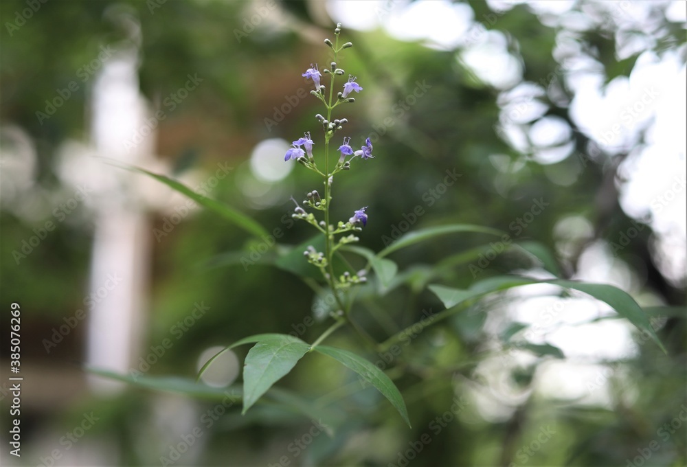 Vitex negundo, commonly known as the Chinese chaste tree or Vitex negundo, commonly known as the Chinese chaste tree or