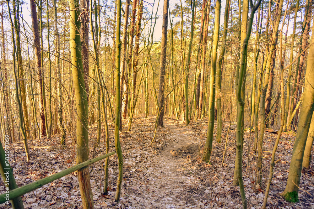 Path in the forest - autumn landscape Path in the forest - autumn landscape