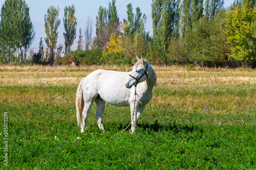 White horse grazes in the meadow. Summer farm landscape © Alwih