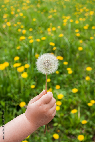 hand holding dandelion