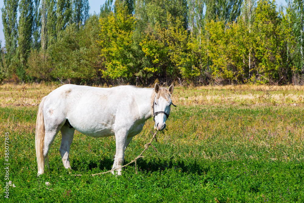 White horse grazes in the meadow. Summer farm landscape