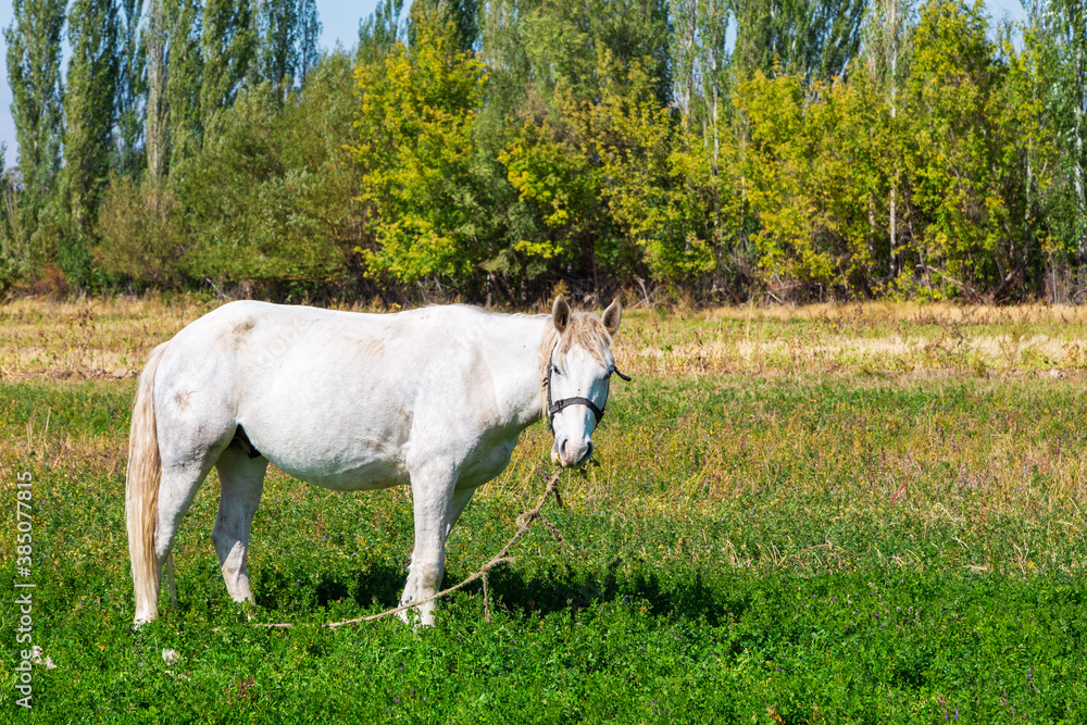 Obraz premium White horse grazes in the meadow. Summer farm landscape