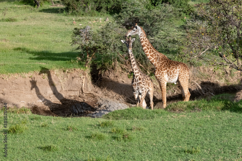 Naklejka premium giraffes in the savannah with their shadow