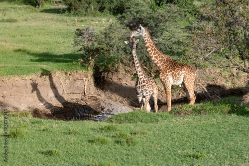 giraffes in the savannah with their shadow