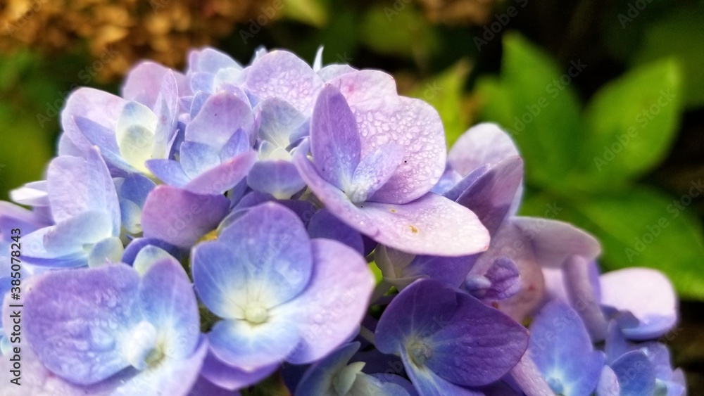 Close up of individual flower buds (hydrangea) in blue, purple and white. Close up of individual flower buds (hydrangea) in blue, purple and white.