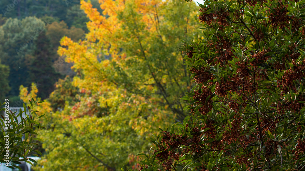 Autumn Colors