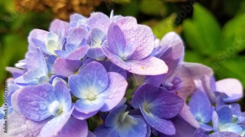 Purple and blue hydrangeas  very close up.