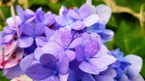 Extreme Closeup  macro  of a blue and purple hydrangea flower in bloom. 