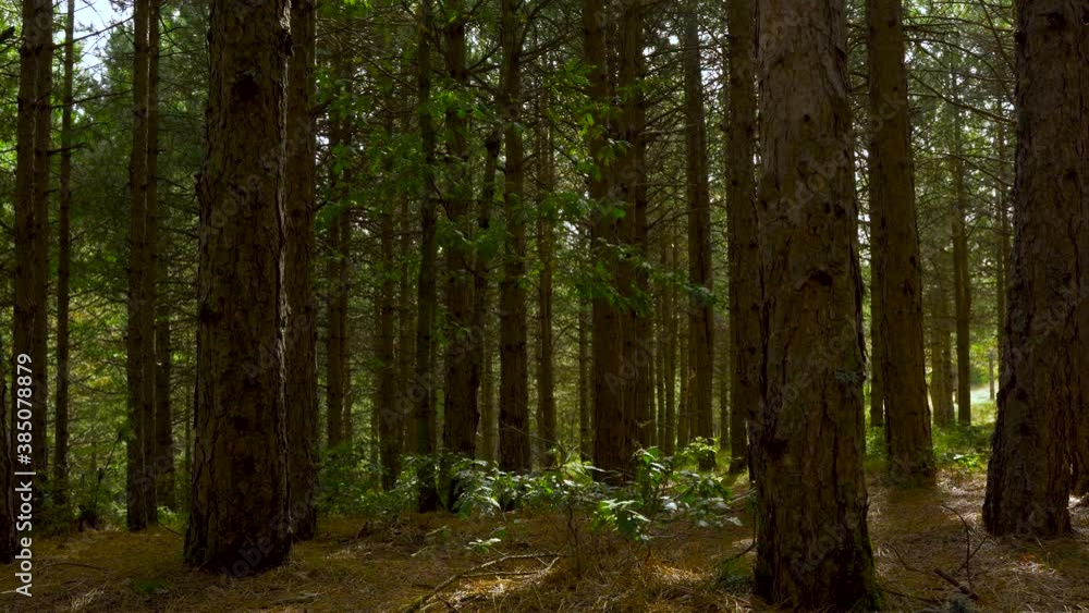 Dense trees of pine forest shining by morning light on autumn in Balkans Dense trees of pine forest shining by morning light on autumn in Balkans