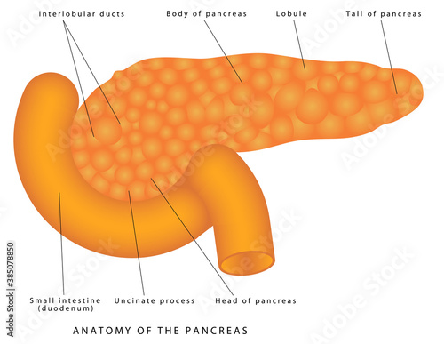 Anatomy of The Pancreas. Anatomy and Functions of the Pancreas. Diagram of parts of the pancreas. Detailed description. Pancreas exocrine and endocrine on white background