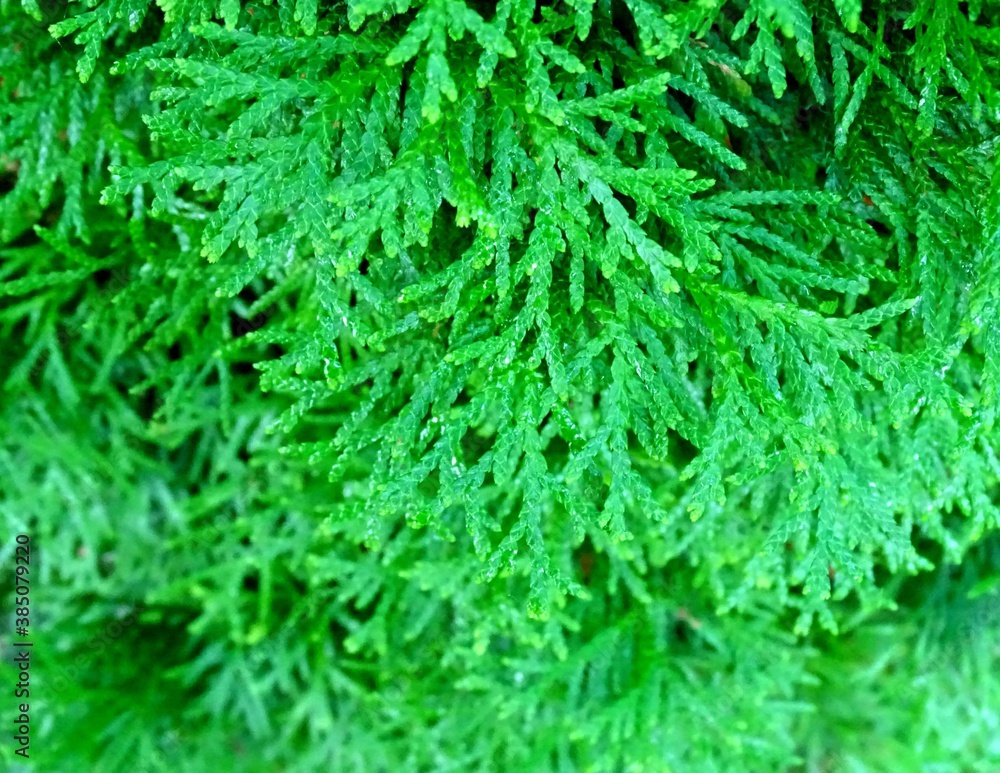 fragment of green thuja twigs fragment of green thuja twigs